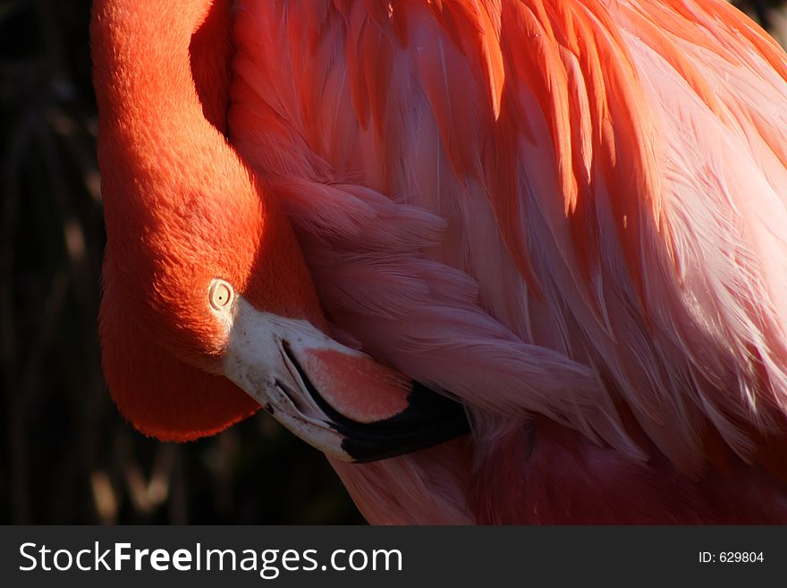 Pink Flamingo, Florida. Pink Flamingo, Florida