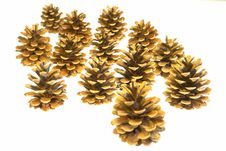 Pine Cones Isolated Stock Images Pine Cones Isolated Stock Images