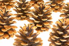 Pine Cones Isolated Royalty Free Stock Images