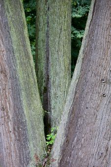 Three Trees Royalty Free Stock Photography Three Trees Royalty Free Stock Photography