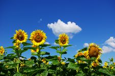 Sunflower Royalty Free Stock Image
