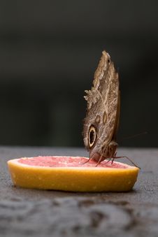 Butterfly On Ruby Grapefruit Stock Image Butterfly On Ruby Grapefruit Stock Image