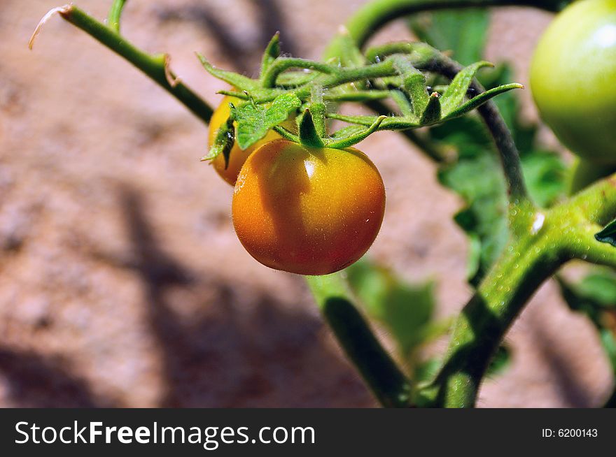 A Tomato in an orchard. A Tomato in an orchard