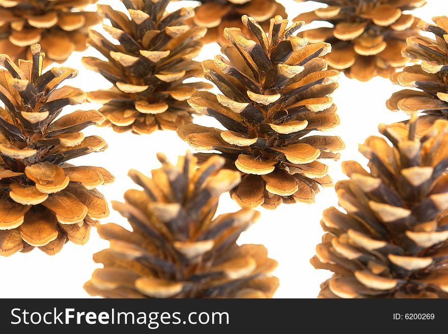 Close up of pine cones isolated on a white background