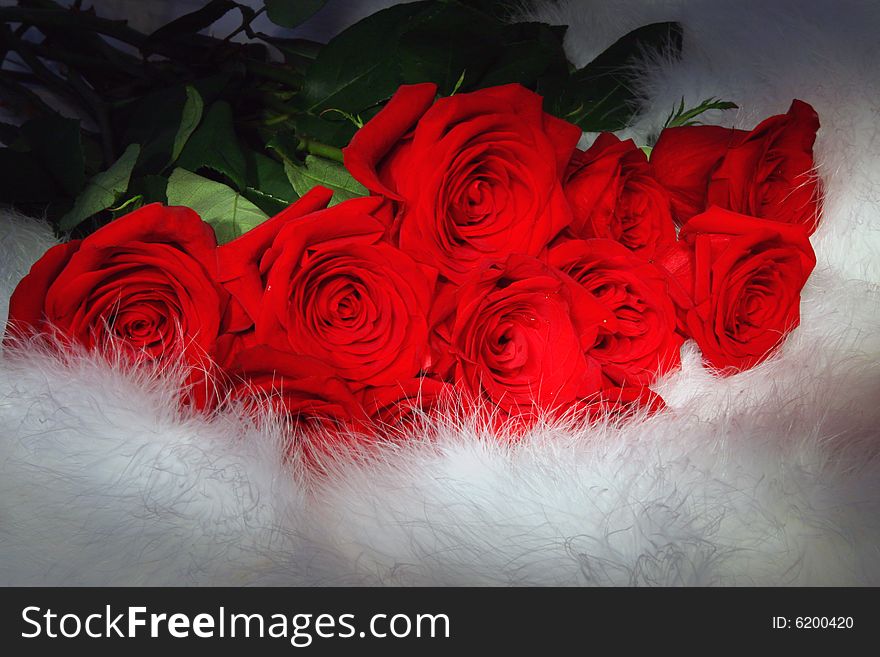 Bouquet Red Roses On White Fur