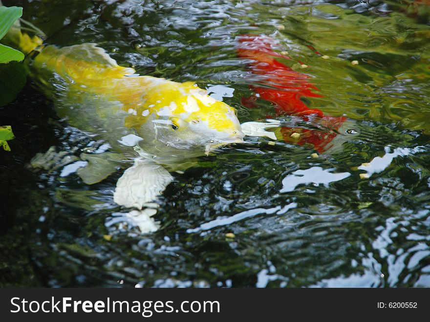 Yellow catfish in a fish pond.