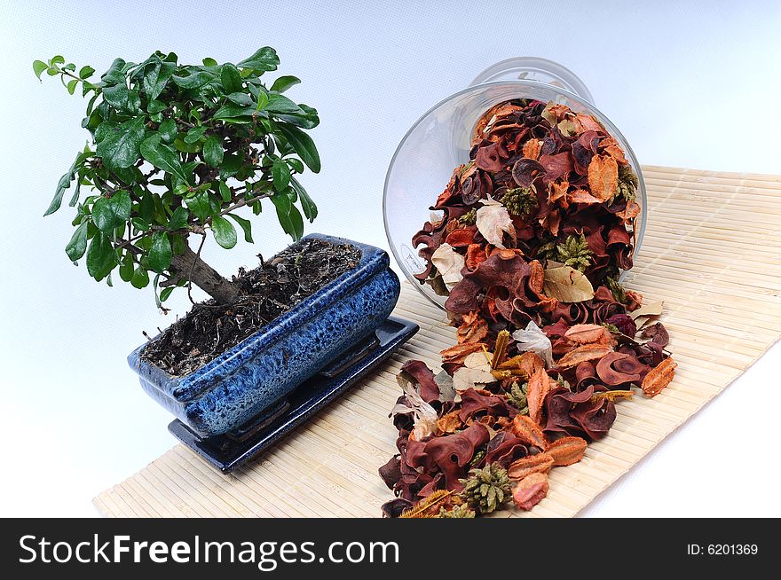 Pot Pourri With Bonsai Tree Home Set