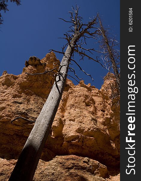 A dead tree at Bryce Canyon