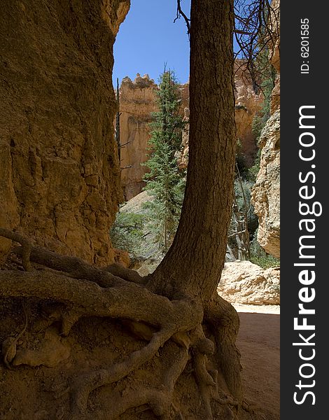 Tree with roots growing at Bryce Canyon