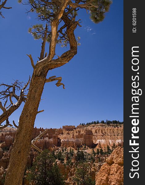 A bristlecone pine at Bryce Canyon