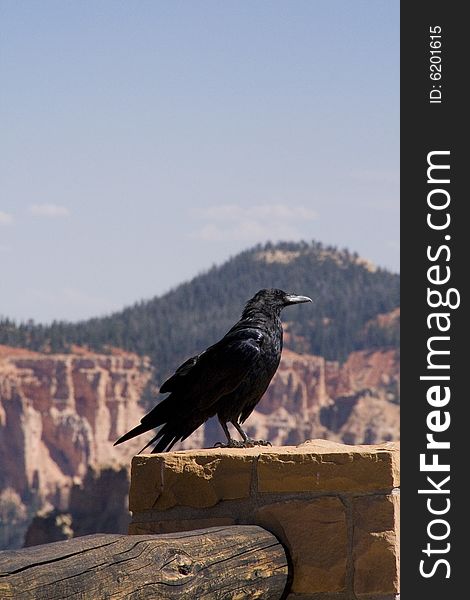 A raven on the fence at Bryce Canyon, Utah.