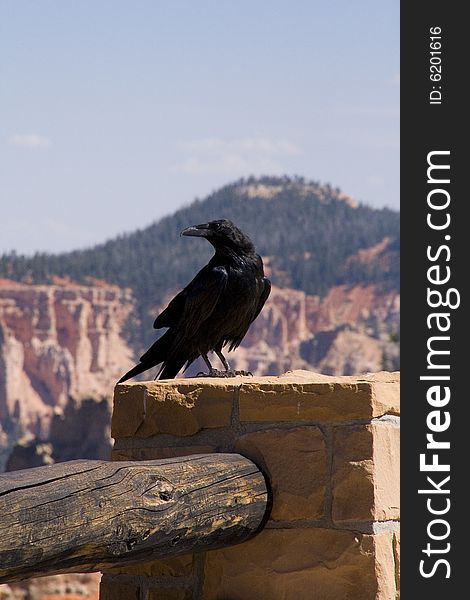 A raven in Bryce Canyon National Park Utah.