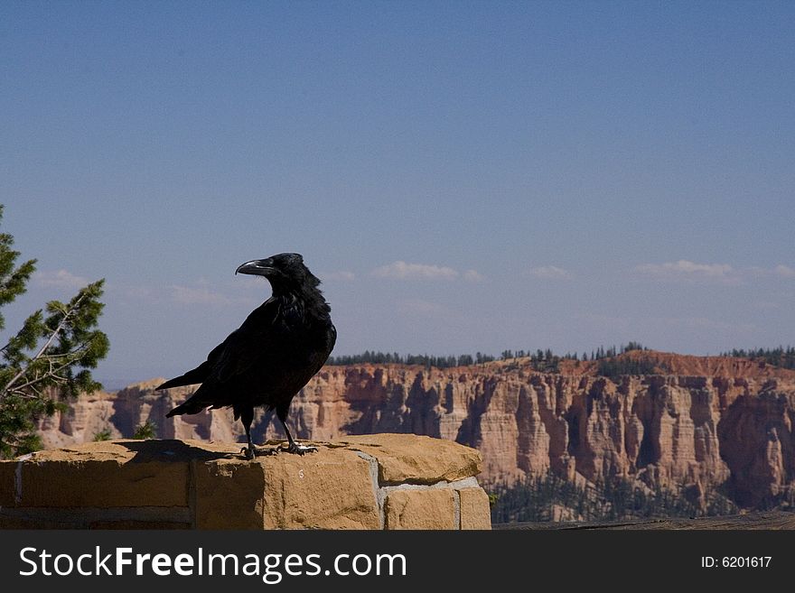 A raven at Bryce Canyon