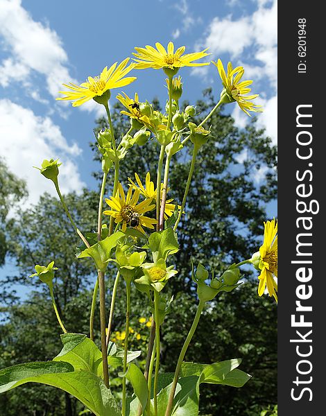 Yellow Ox-eye Daisy With Blue Clouded Sky