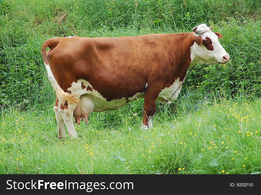 Cow On The Spring Grass-land
