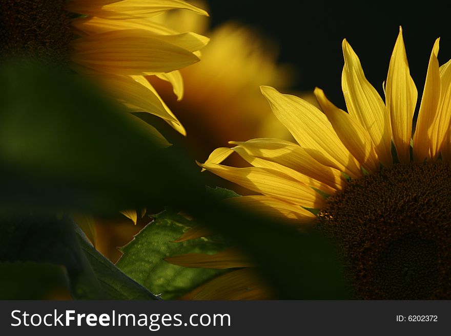 The beautiful sunflowers in  summer