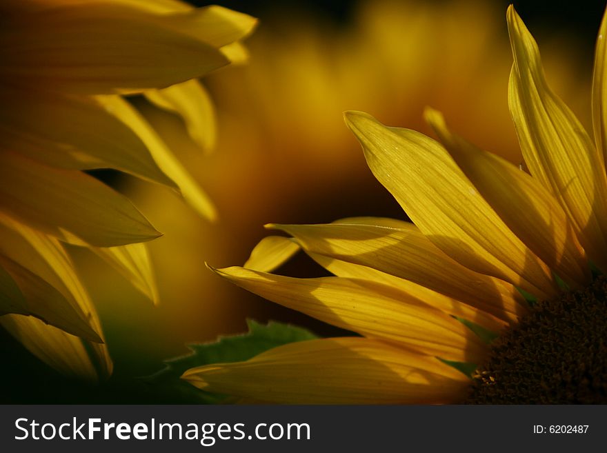 The beautiful sunflowers in  summer