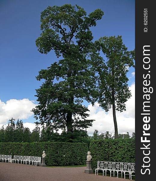 Tree and bench in park on blue sky background