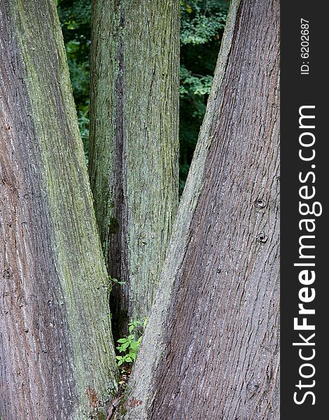 Three trees in V. Background texture.