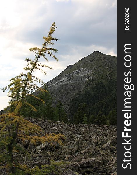 Altai Mountain in summer 2008