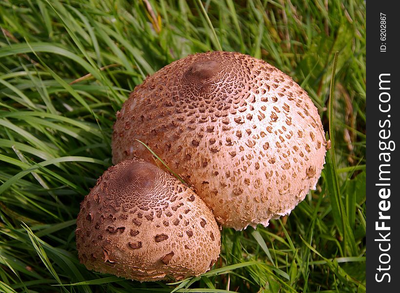 Two parasol mushrooms in the grass. Two parasol mushrooms in the grass