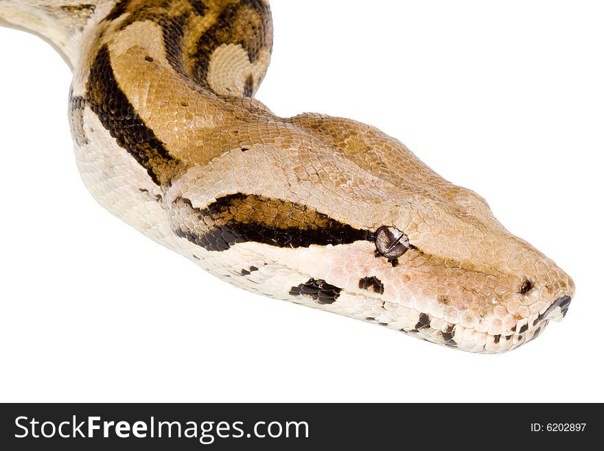 Head of a large adult Boa Constrictor  - detail. Head of a large adult Boa Constrictor  - detail