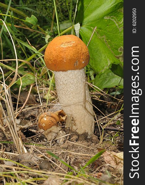 Closeup Of Orange-cap Boletus