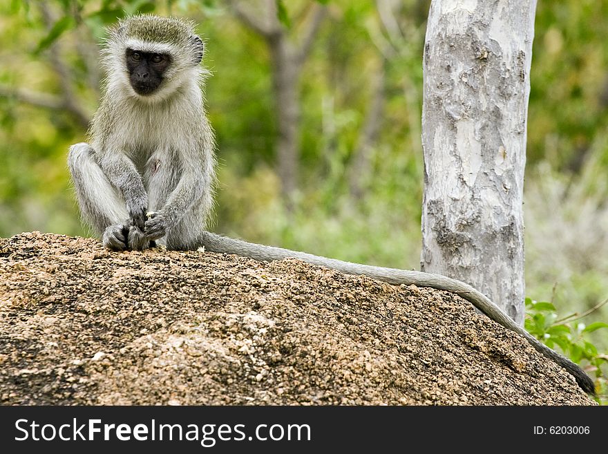 Young vervet monkey sitting on rock in bush veld in south africa