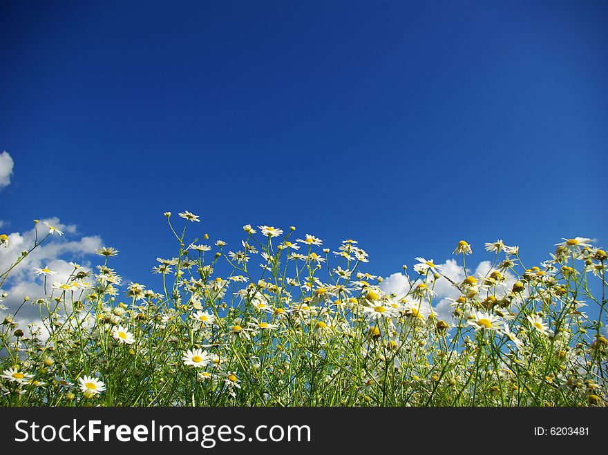 Camomiles on blue sky background