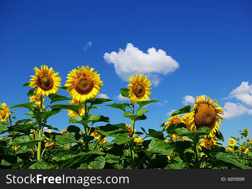 Sunflower field over cloudy blue sky