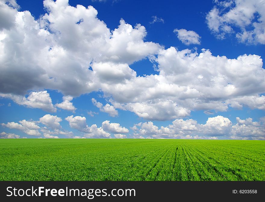 Field on a background of the blue sky. Field on a background of the blue sky