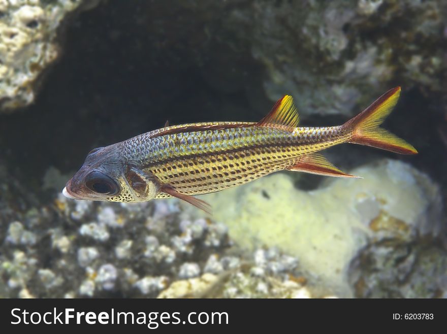 Sammara squirrelfish swimming in Red Sea, near the coral reef