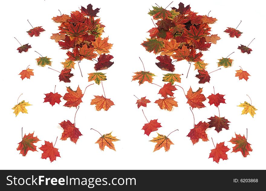 Autumn maple leaves, colourful photo