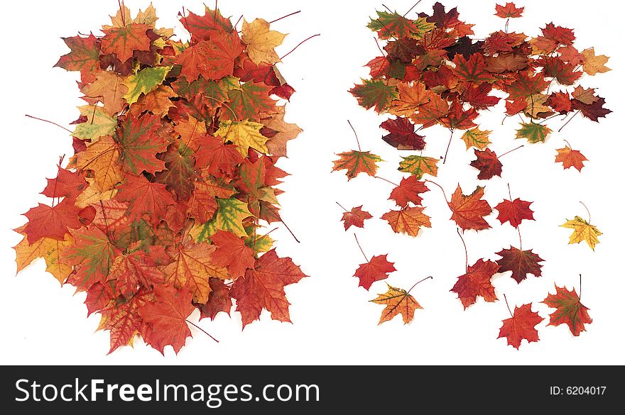 Autumn maple leaves, colourful photo