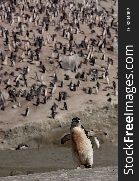 Penguin At The Beach