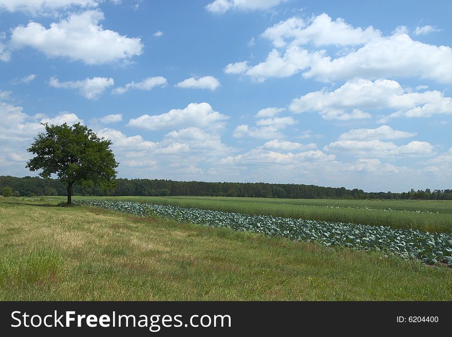 Lonely tree on a meadow