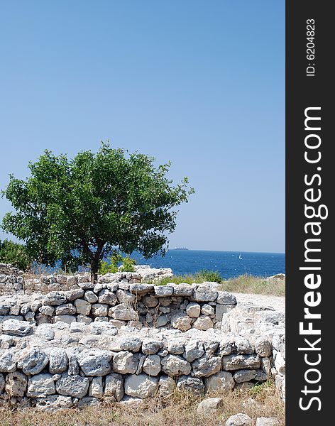 Lonely tree in ancient ruins. Lonely tree in ancient ruins