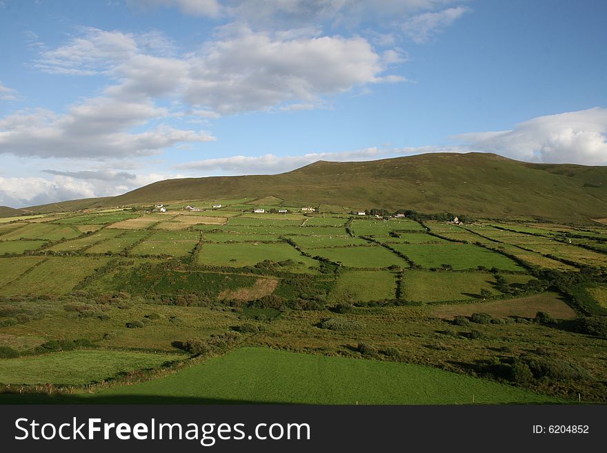 Flock of sheep and cows walking down and up the hills. Flock of sheep and cows walking down and up the hills