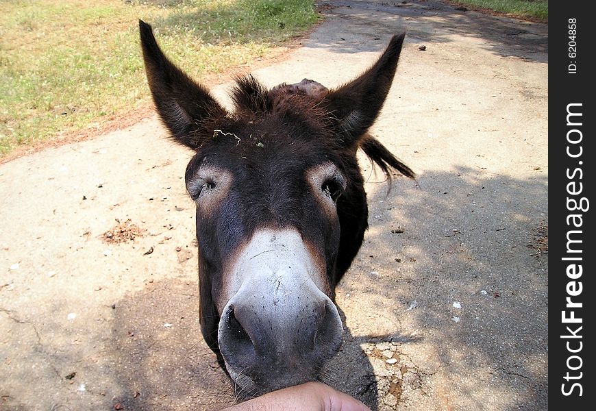 Donkey Kiss