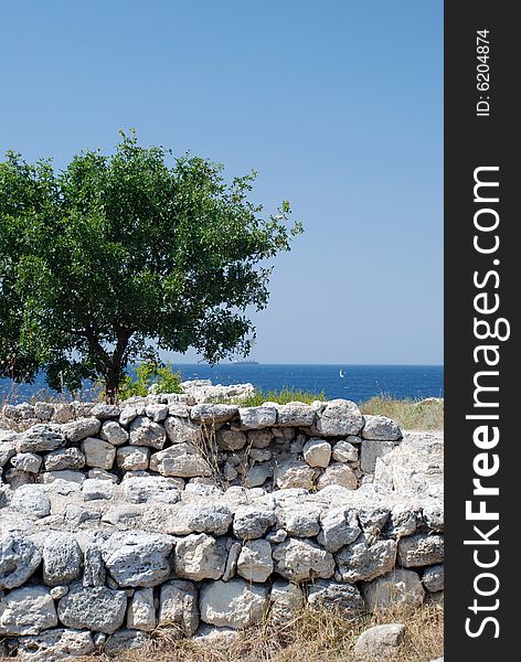 Lonely tree in ancient ruins. Lonely tree in ancient ruins