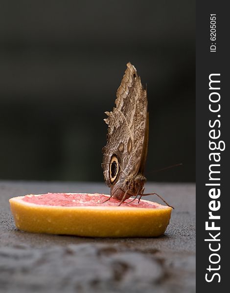 A butterfly sucking juice from on top of a slice of ruby grapefruit in the artifical rain forrest in Randers, Denmark. A butterfly sucking juice from on top of a slice of ruby grapefruit in the artifical rain forrest in Randers, Denmark