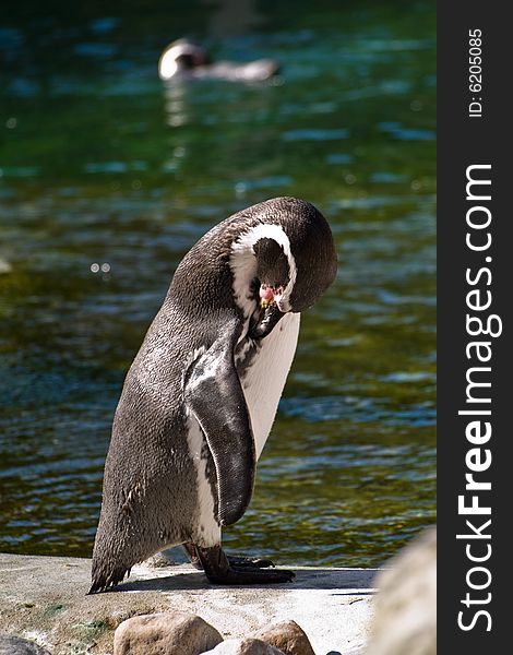 Grooming penguin at the Copenhagen Zoo, Frederiksberg, Denmark. Grooming penguin at the Copenhagen Zoo, Frederiksberg, Denmark