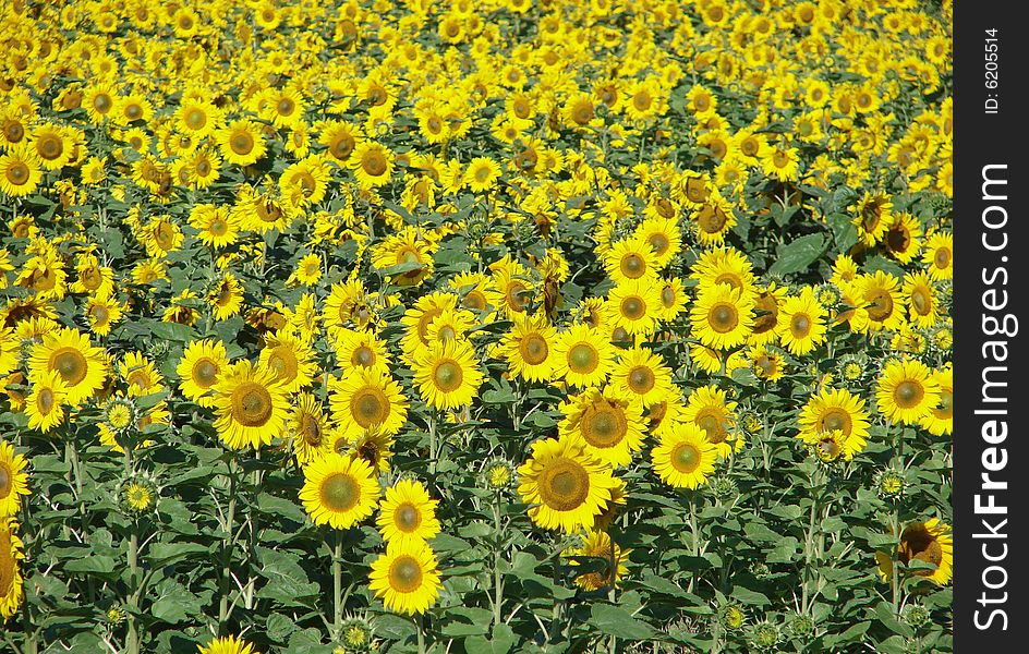 Closeup of a bright  sunflower