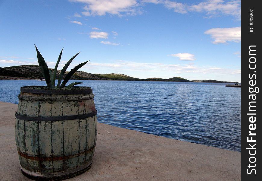 Barrel in port with cactus