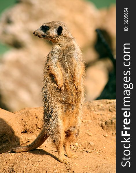 A meerkat standing on a rock and on lookout.