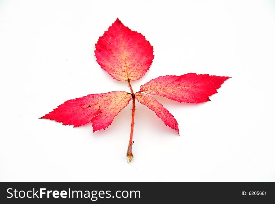 Shot of some pretty autumnal leaves on a white background. Shot of some pretty autumnal leaves on a white background