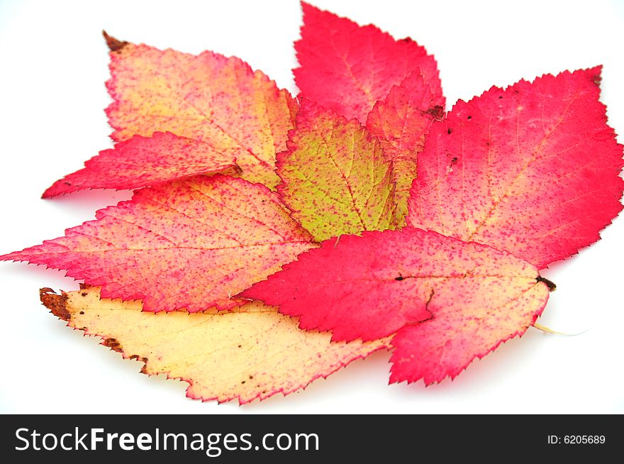 Shot of some pretty autumnal leaves on a white background. Shot of some pretty autumnal leaves on a white background