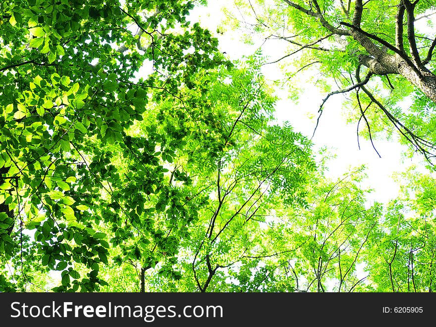 Trees in a green forest in spring. Trees in a green forest in spring
