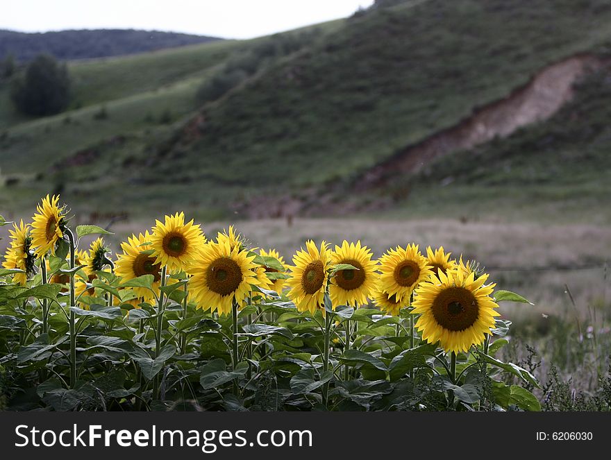 The beautiful sunflowers in  summer