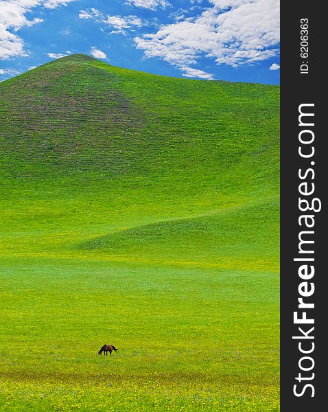 Horses on green meadow,eating under blue sky and clouds